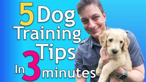 youtube dog training|best dog training on youtube.